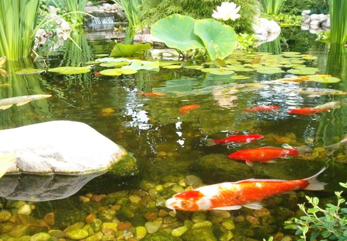 A Moment Of Zen With Fortune Inducing Koi Ponds